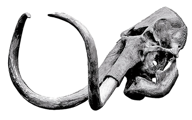 380x238 Collection Of Free Elephant Drawing Skull Download On Ui Ex - Elephant Skull Drawing