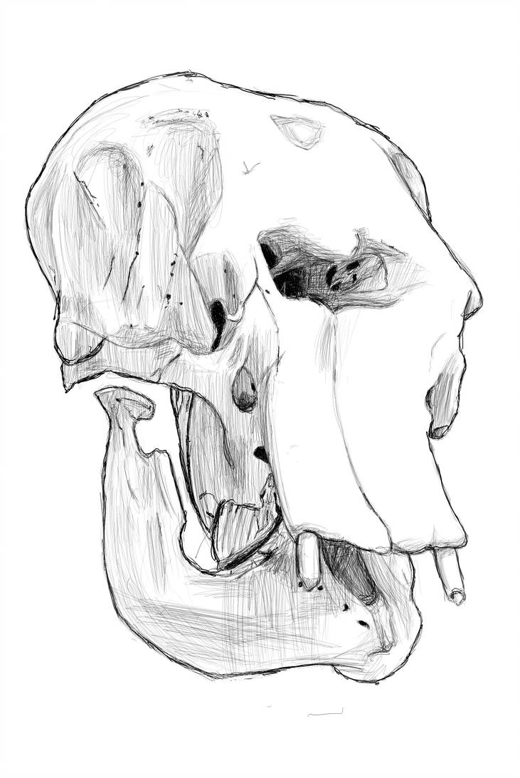 Elephant Skull Drawing at Explore collection of