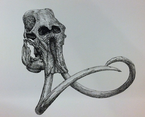 594x480 Ehoffmanprints - Elephant Skull Drawing