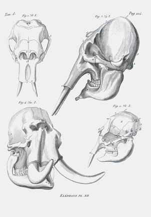 302x432 Elephant Skulls Including Elasmotherium - Elephant Skull Drawing