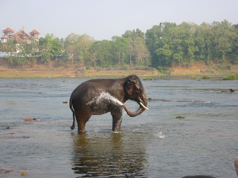 800x598 Elehpant In The Kerala River Spraying Water Photo Kochi India - Elephant Spraying Water Drawing