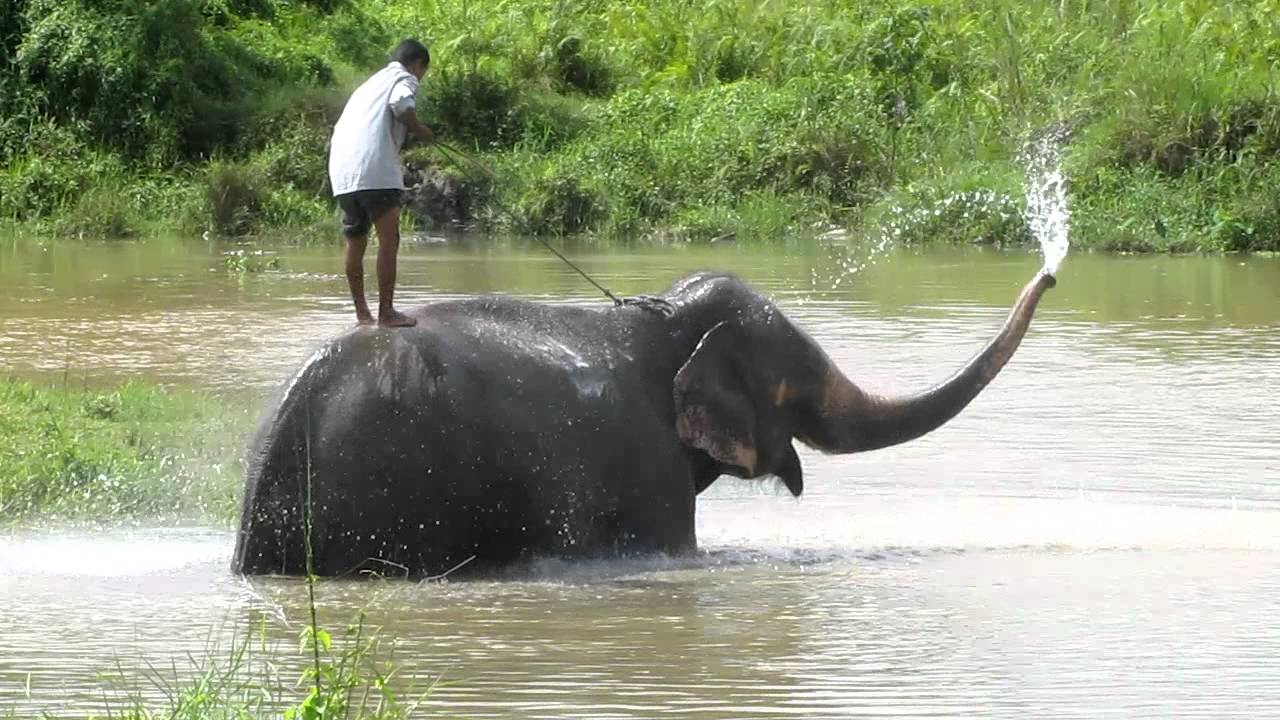 1280x720 elephant intelligence spraying water and playing with mahout - Elephant Spraying Water Drawing