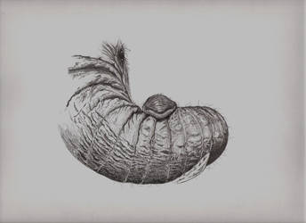 344x250 Elephant Trunk Sketch - Elephant Trunk Drawing