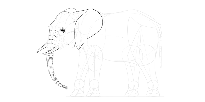 850x425 How To Draw An Elephant Step - Elephant Trunk Drawing