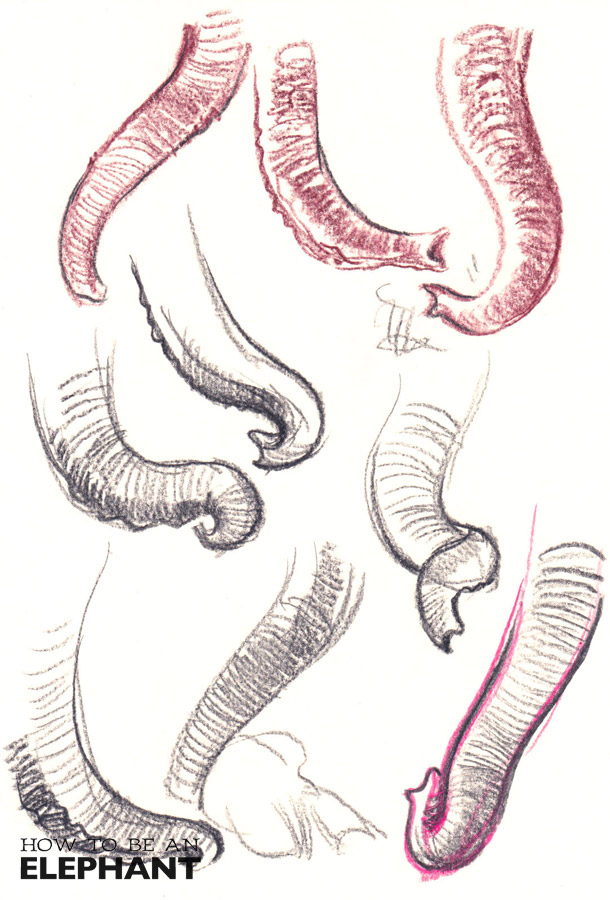610x900 katherine roy studio learning through sketching - Elephant Trunk Drawing