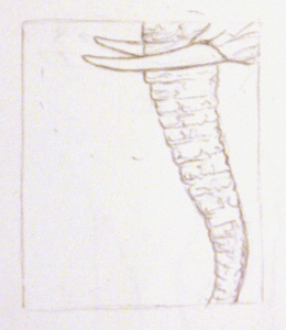 260x300 The Elephant Trunk An Artist In Africa - Elephant Trunk Drawing