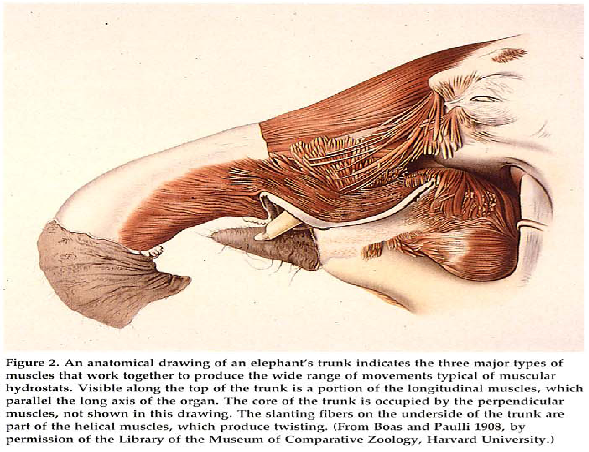 589x452 Trunks Perform Complex Three Dimensional Motions Elephants - Elephant Trunk Drawing