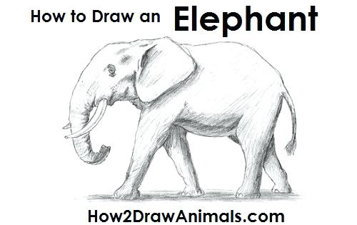 500x315 Draw Elephant Elephant Awing Odd Art Sketch Awings Tattoo - Elephant Trunk Drawing