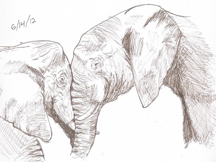 900x675 elephants in love drawing - Elephants In Love Drawing