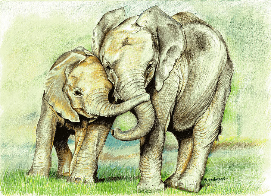 900x650 Brotherly Love Drawing - Elephants In Love Drawing