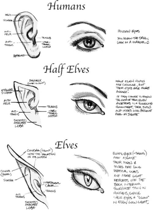 500x686 Human Half Elves, Elves Eyes And Ears Art Drawing Tutorial - Elf Ears Drawing