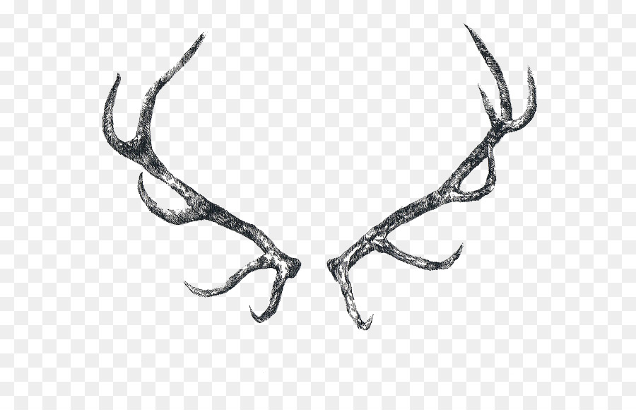 Elk Antler Drawing at Explore collection of Elk