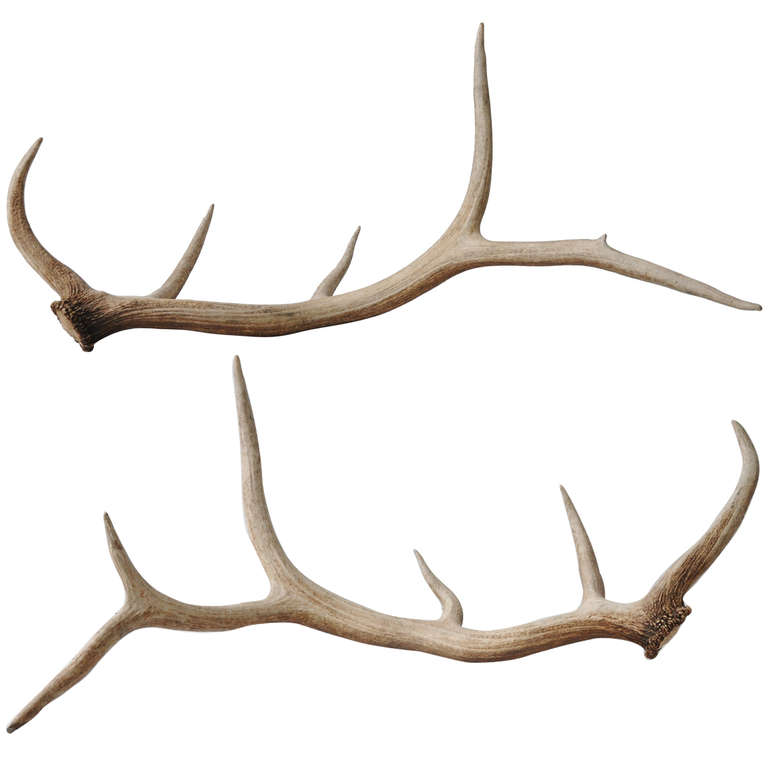 768x768 elk antler drawings clipart - Elk Antler Drawing