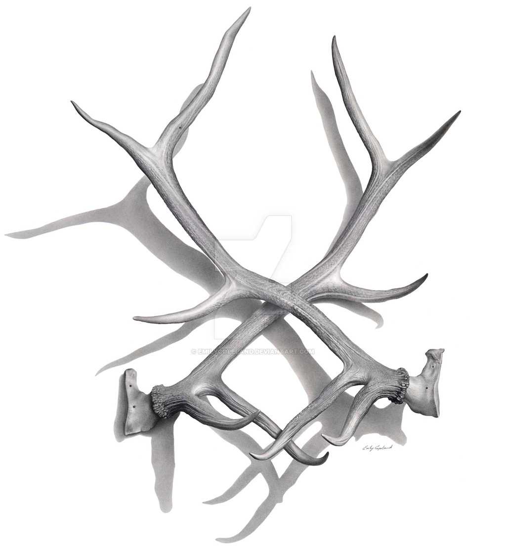 1024x1123 elk antlers - Elk Antler Drawing