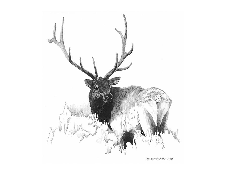 900x695 elk drawing - Elk Antler Drawing