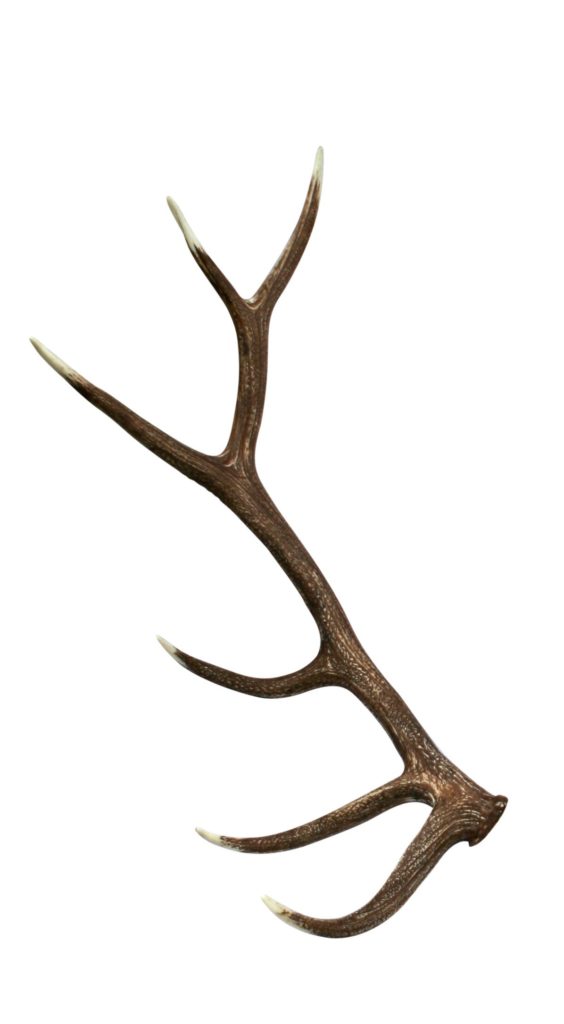 564x1024 elk faux antler cast horn designs - Elk Antler Drawing