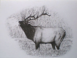 300x227 greeting card elk wildlife animal hunting drawing black and white - Elk Antler Drawing