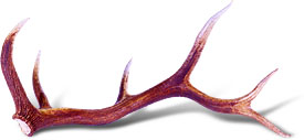 275x127 antler chews - Elk Antler Drawing