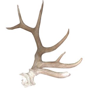 300x300 elk horns profile - Elk Antler Drawing