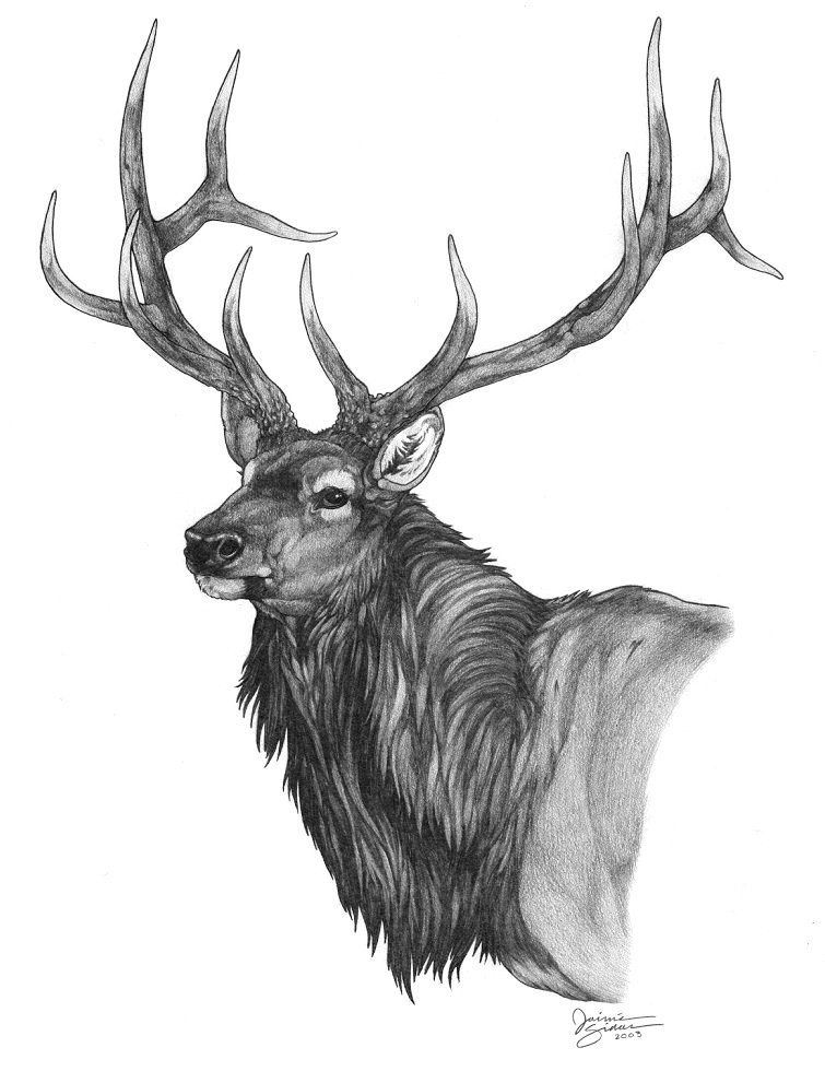 755x991 beautiful pencil drawing of a bull elk elk drawings, elk - Elk Antler Drawing