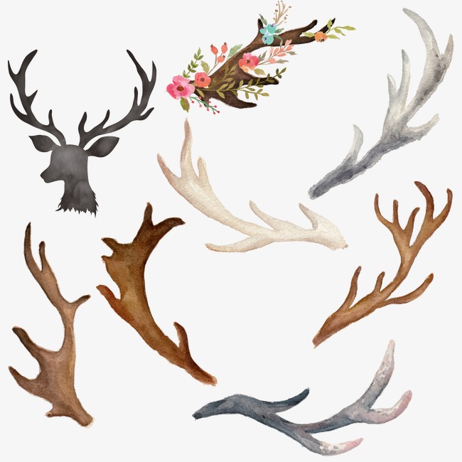 650x650 drawing elements antlers, elk, flowers, hand painted png - Elk Antler Drawing