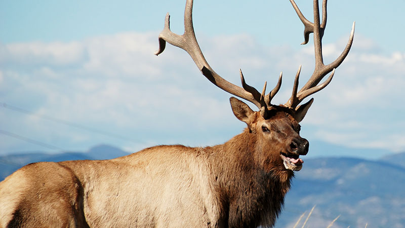 800x450 elk banquet and drawing - Elk Drawing