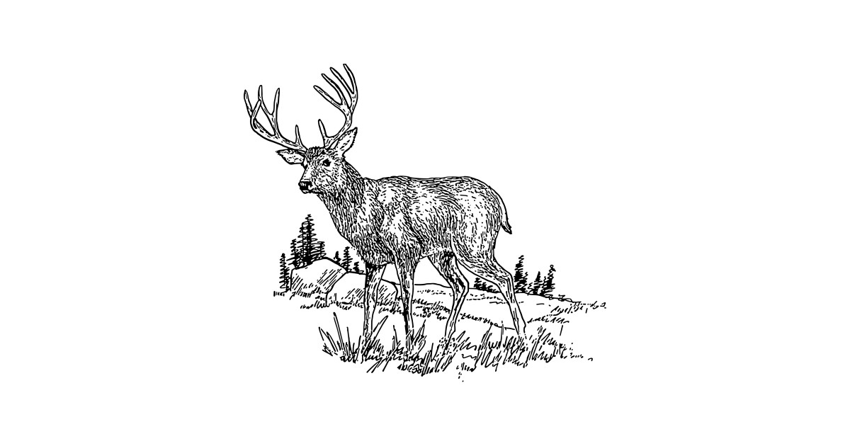 1200x630 elk drawing - Elk Drawing