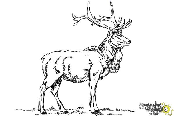600x400 how to draw an elk - Elk Drawing