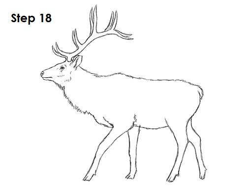 500x386 how to draw an elk - Elk Drawing