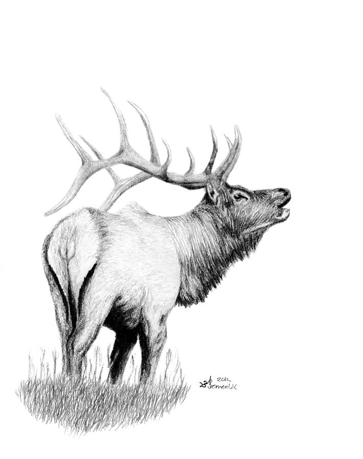 711x900 hunters target drawing - Elk Drawing