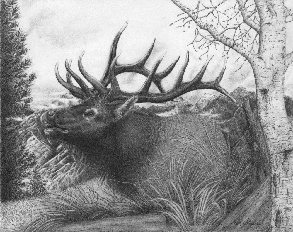 1000x791 majestic bull original wildlife pencil drawing - Elk Drawing