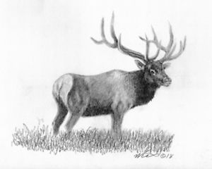 300x240 original elk pencil drawing - Elk Drawing
