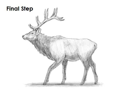 500x386 how to draw an elk animals elk drawing, drawings, pencil drawings - Elk Drawing