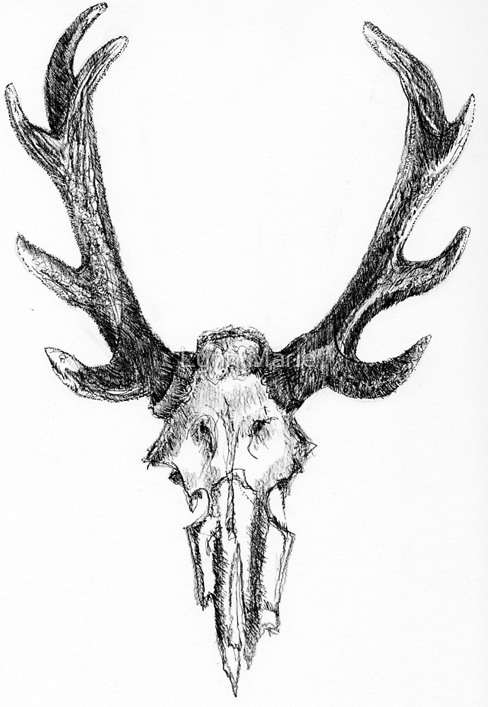 691x1000 Deer Elk Skull And Antlers Ink And Charcoal Drawing - Elk Head Drawing