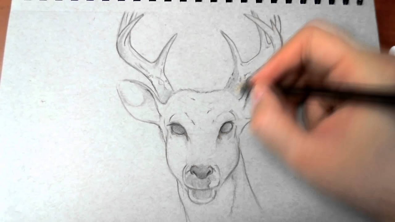 1280x720 Drawing An Elk - Elk Head Drawing