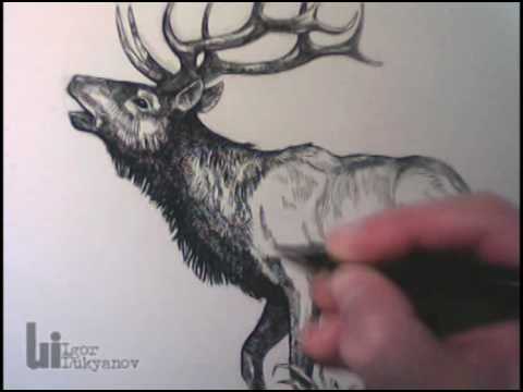 480x360 Drawing An Elk - Elk Head Drawing