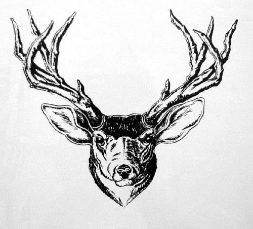 500x452 Elk Head Drawing - Elk Head Drawing