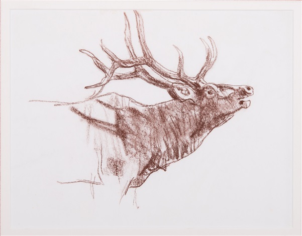 601x470 Elk Head Portrait Whitetail Pencil Study For Sonic Boom Set - Elk Head Drawing