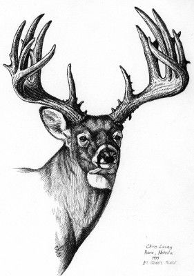 Elk Head Drawing at PaintingValley.com | Explore collection of Elk Head ...