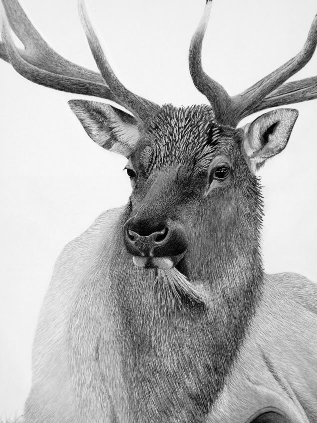elk animal drawing
