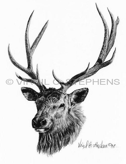 500x652 Rocky Mountain Elk, Pencil Drawing - Elk Head Drawing