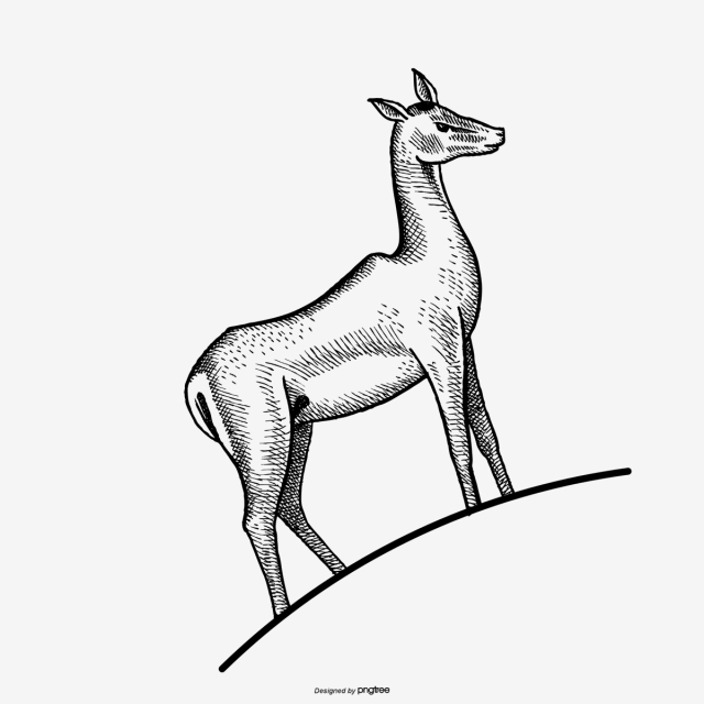 640x640 Elk, Black And White, Line Drawing Png And For Free Download - Elk Line Drawing