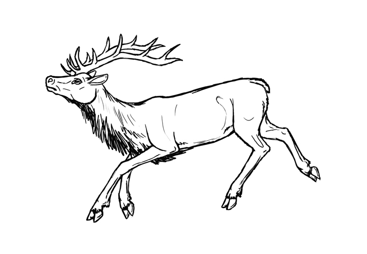 720x498 Elk Line Art - Elk Line Drawing