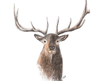 340x270 Elk Line Drawing Etsy - Elk Line Drawing