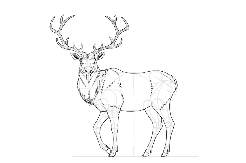 850x566 How To Draw A Deer Step - Elk Line Drawing
