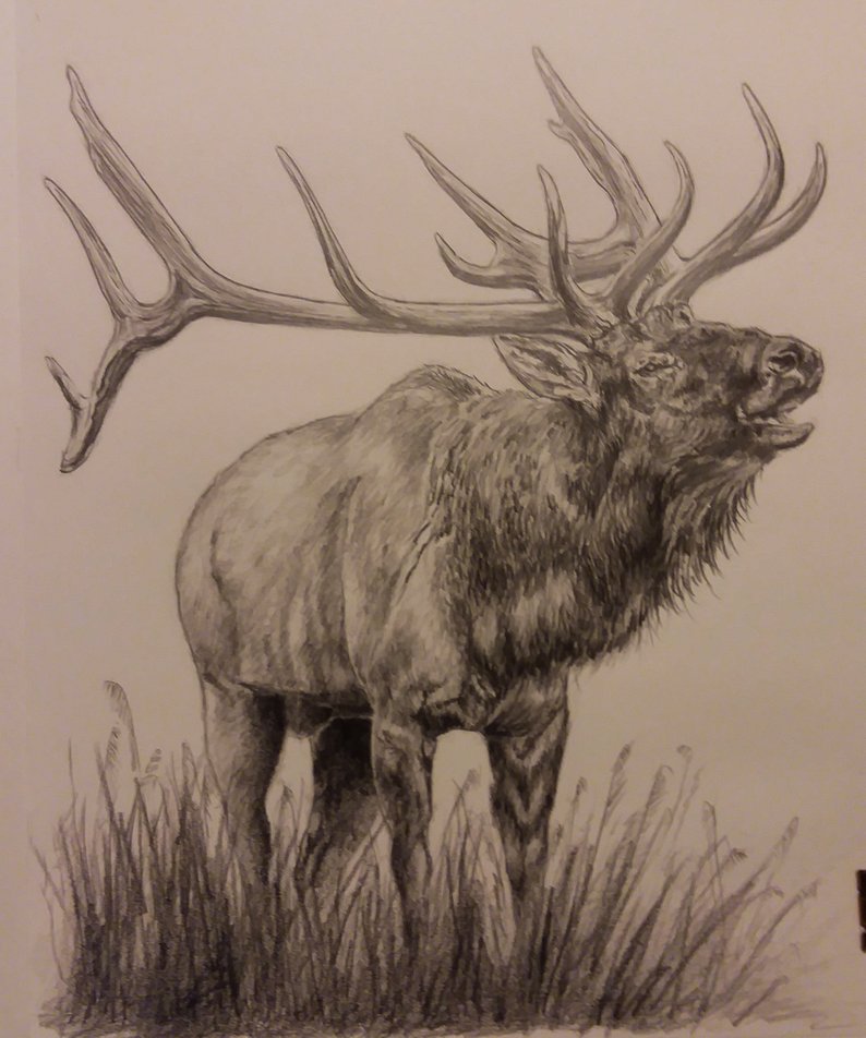 Elk Pencil Drawings at Explore collection of Elk