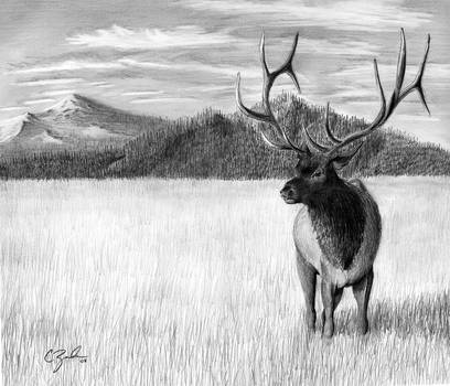 Elk Pencil Drawings at PaintingValley.com | Explore collection of Elk