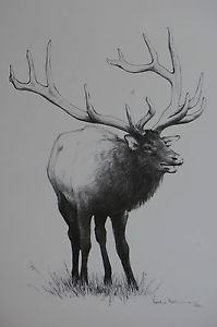199x300 Kathie Boehnemann Black White Fine Art Print From Pencil Drawing - Elk Pencil Drawings