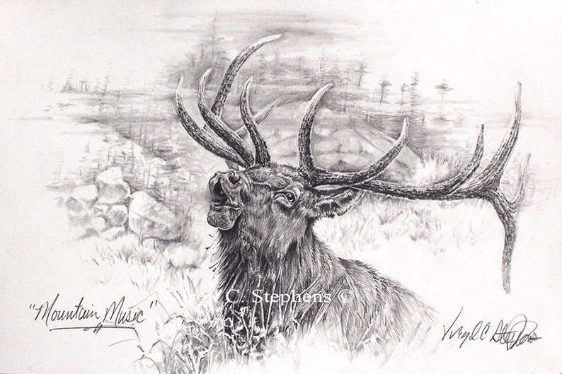 794x529 mountain music elk pencil drawing of the majestic rocky etsy - Elk Pencil Drawings