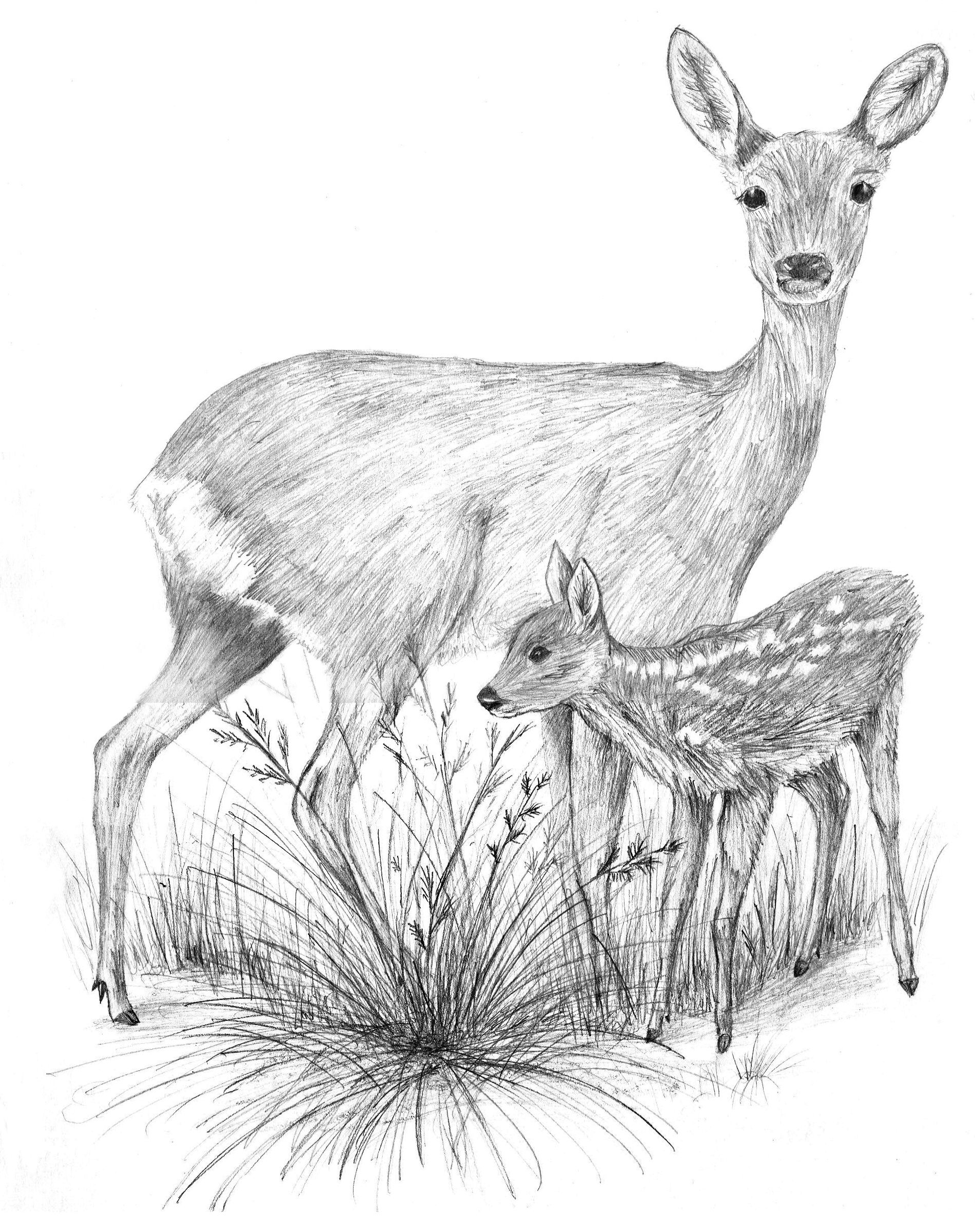 1900x2400 Mule Deer Pencil Sketch And Baby Deer Drawing Tumblr Baby Deer - Elk Pencil Drawings